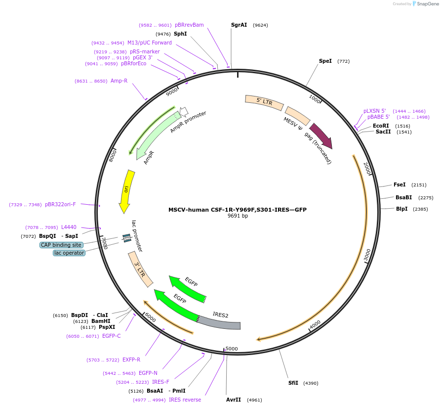 115524-plasmid-map-sequence-id-223832