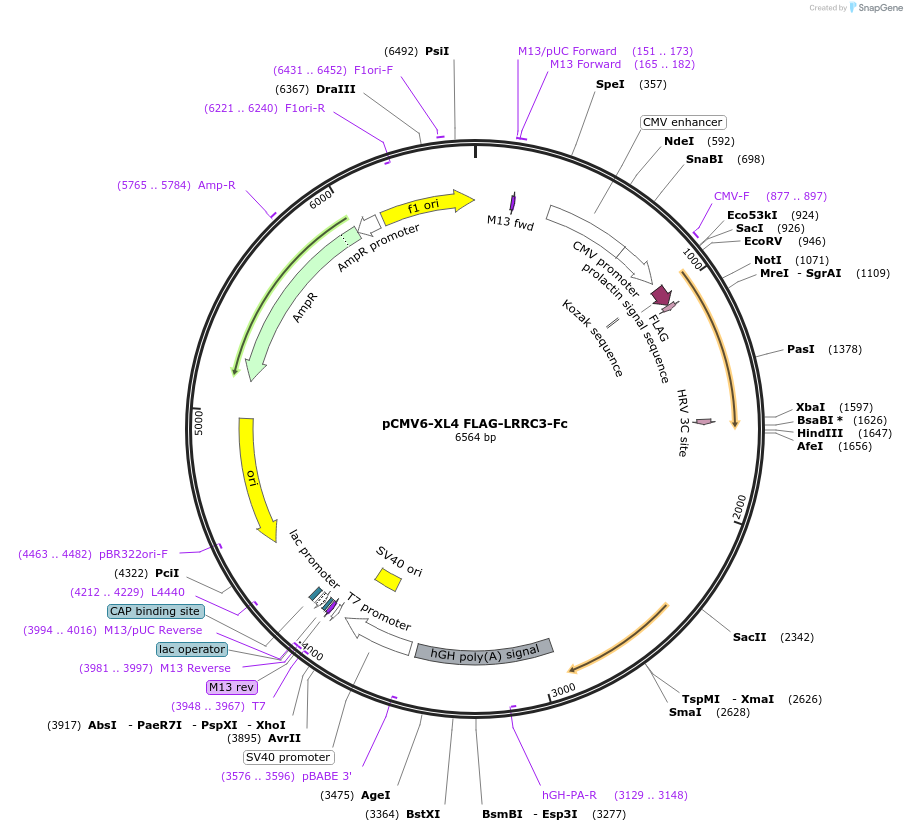 115766-plasmid-map-sequence-id-223835
