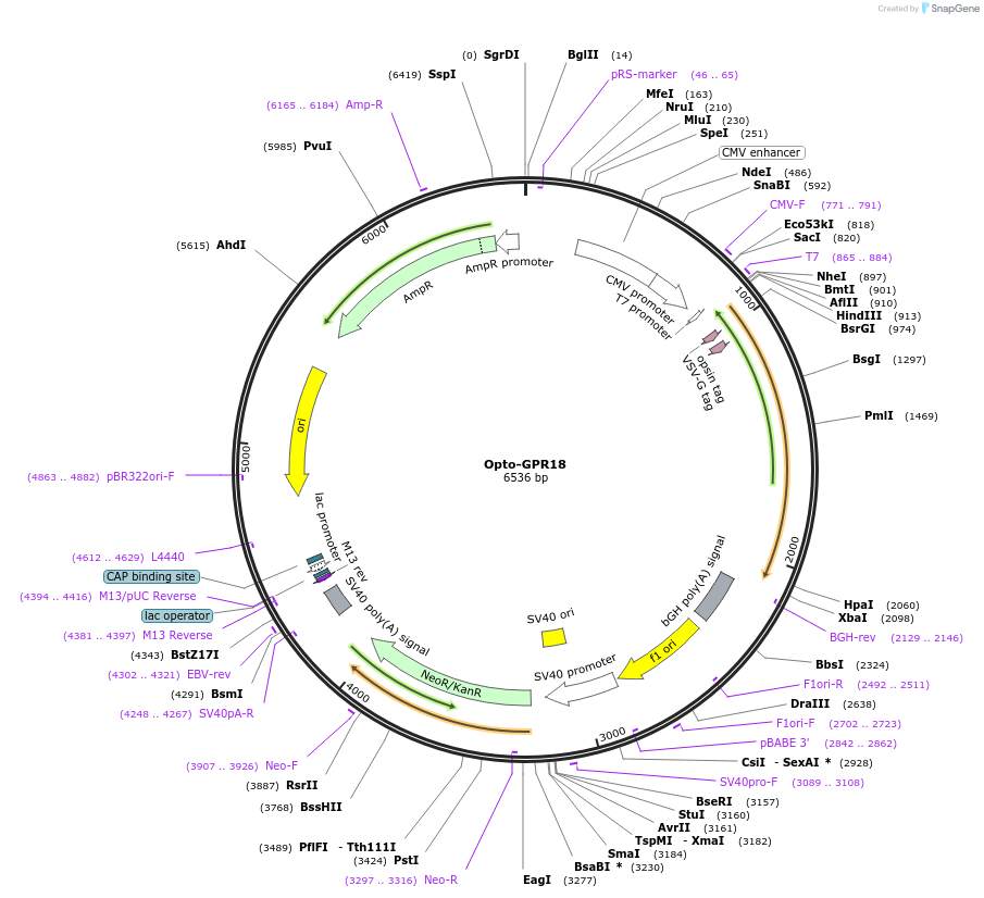 106006-plasmid-map-sequence-id-223836