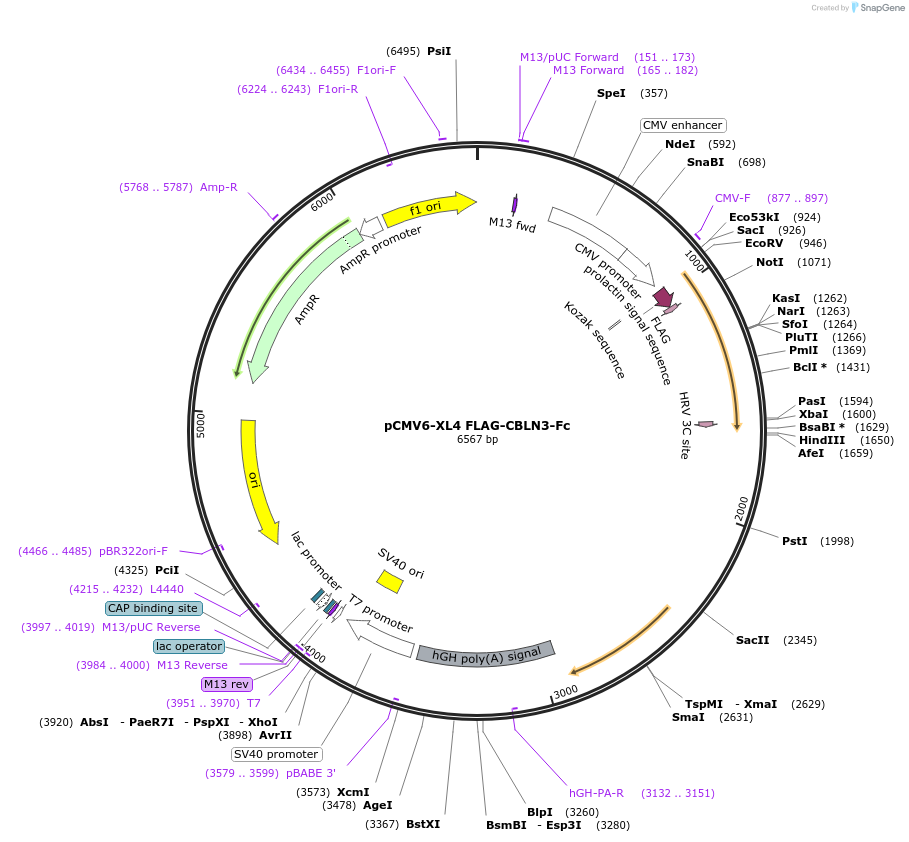 115768-plasmid-map-sequence-id-223837