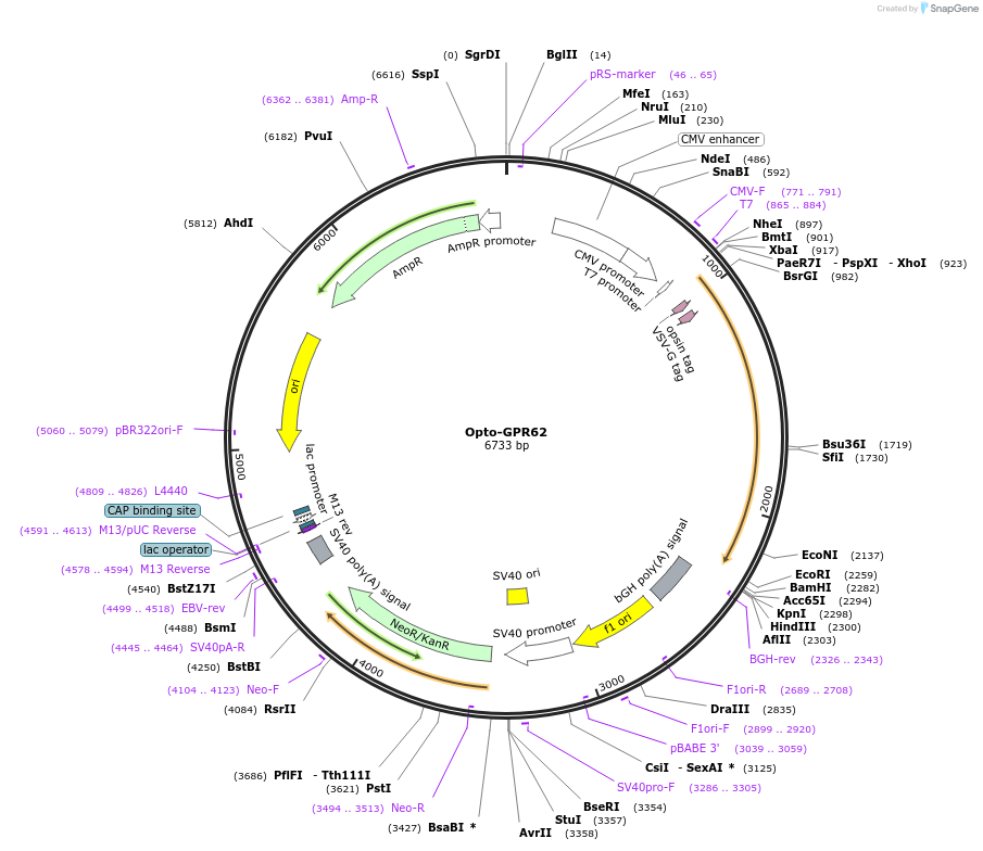 106028-plasmid-map-sequence-id-223843