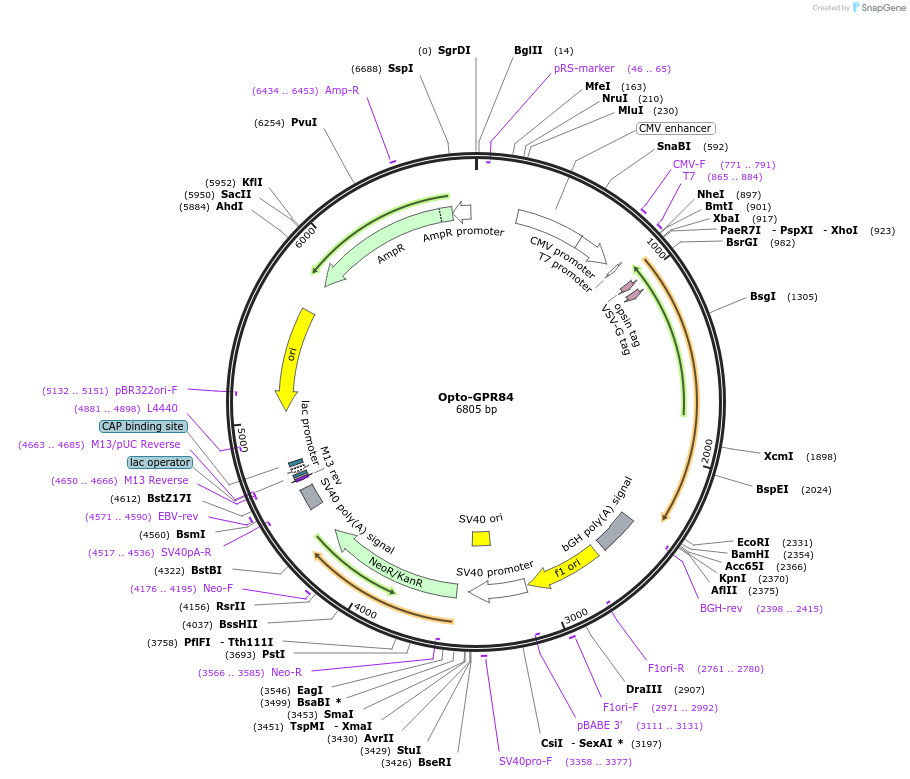 106036-plasmid-map-sequence-id-223844