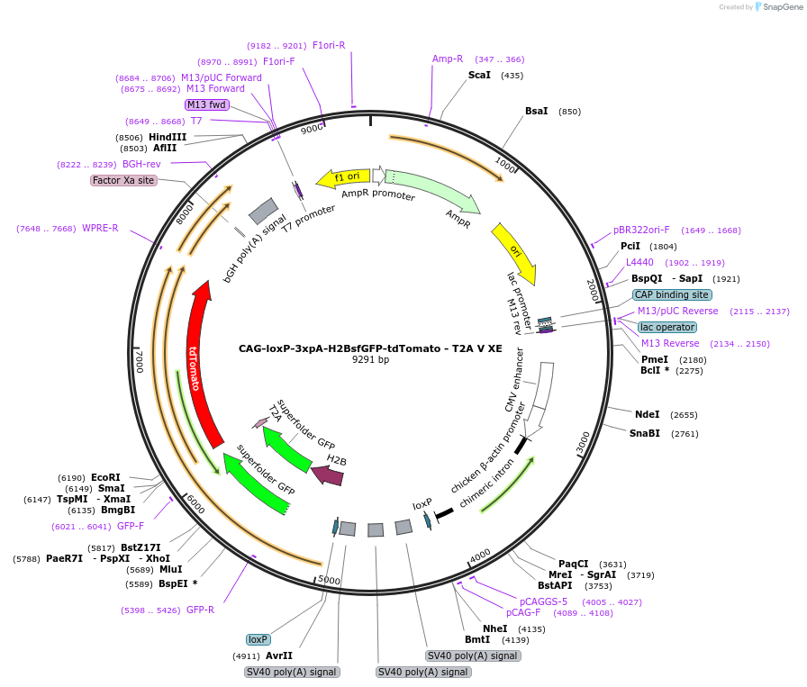 113843-plasmid-map-sequence-id-223854