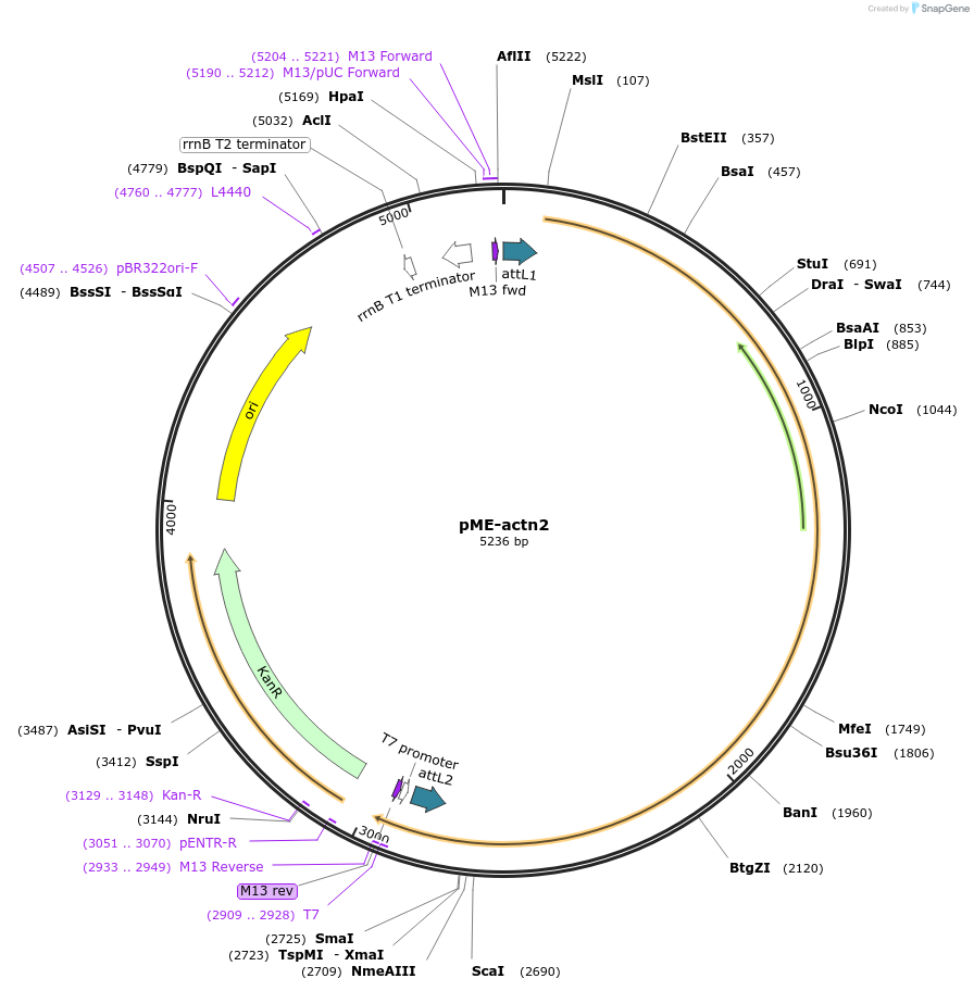 109550-plasmid-map-sequence-id-223871
