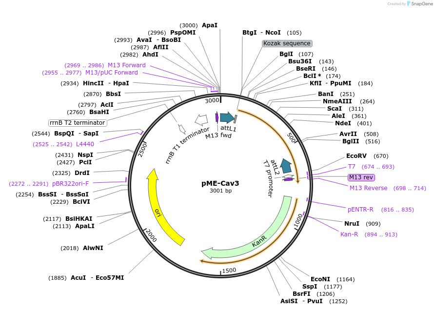 109570-plasmid-map-sequence-id-223876