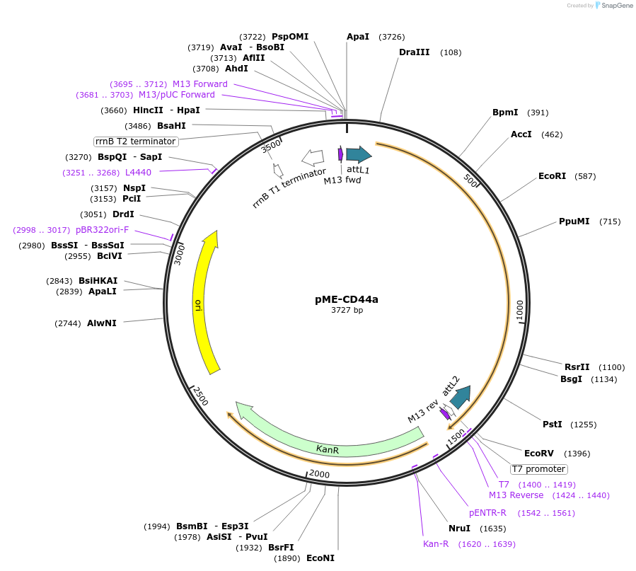 109575-plasmid-map-sequence-id-223877