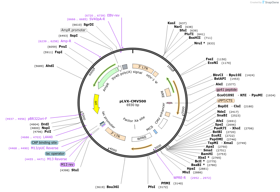 110722-plasmid-map-sequence-id-223881