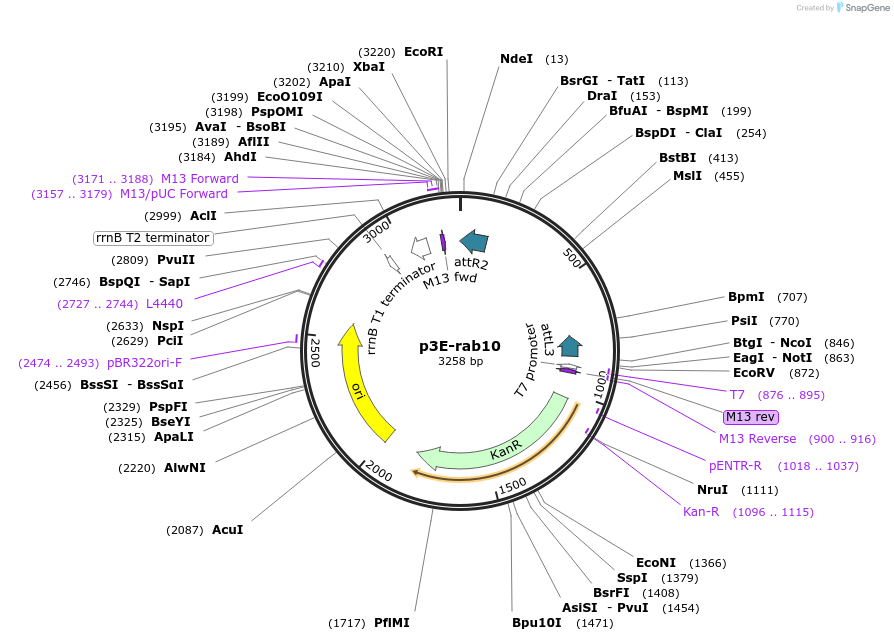 109661-plasmid-map-sequence-id-223882