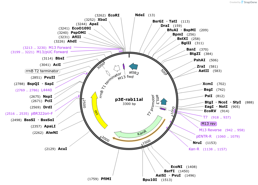 109663-plasmid-map-sequence-id-223884