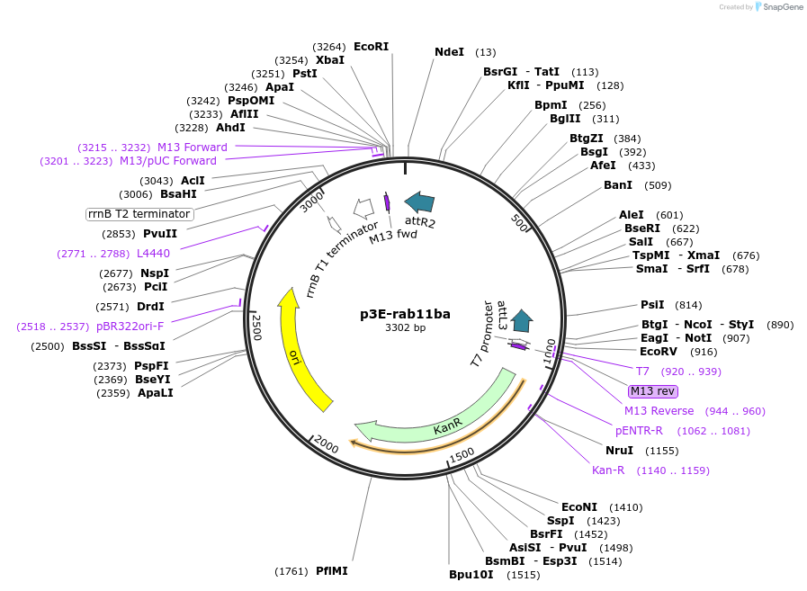 109664-plasmid-map-sequence-id-223885