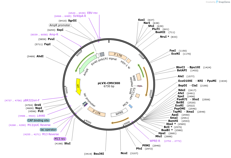 110720-plasmid-map-sequence-id-223888