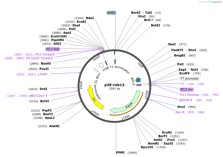 109667-plasmid-map-sequence-id-223889