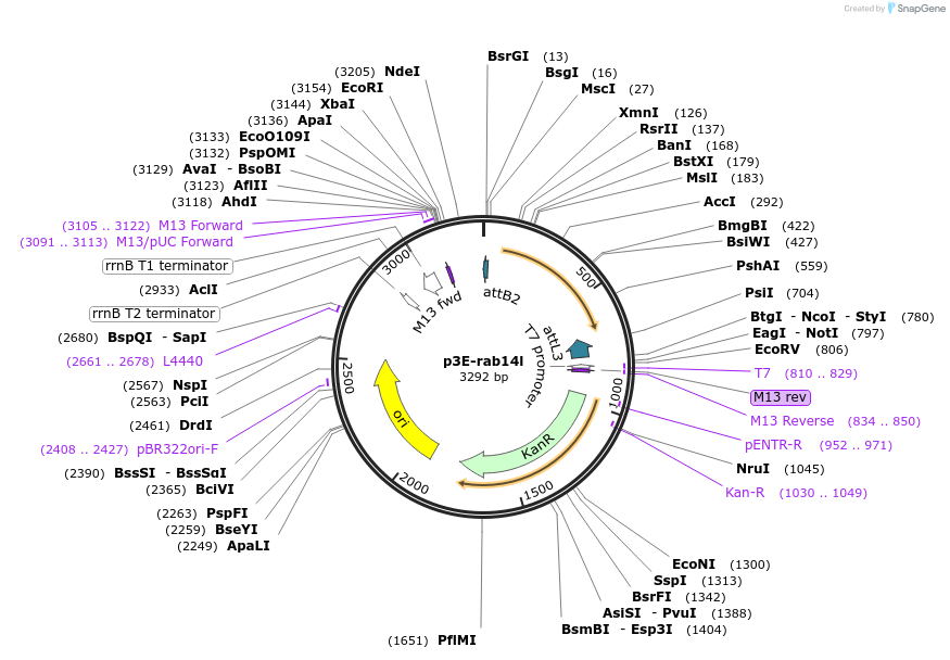 109669-plasmid-map-sequence-id-223891