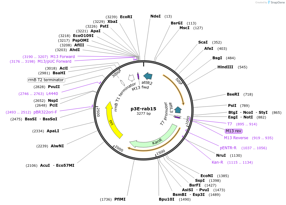 109670-plasmid-map-sequence-id-223892