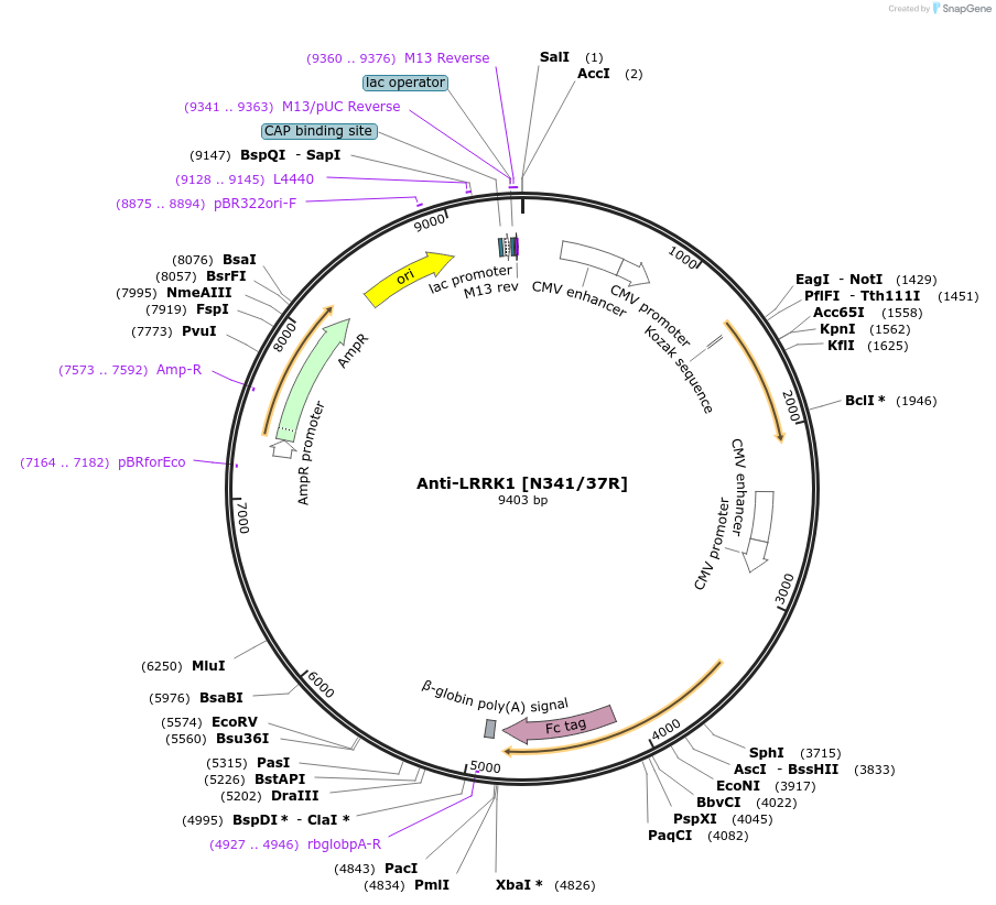 114503-plasmid-map-sequence-id-223895