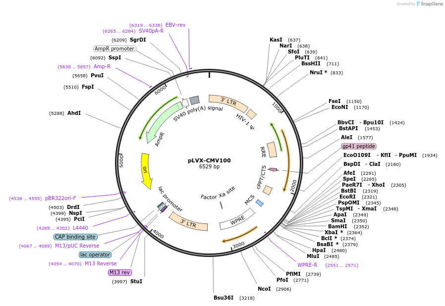 110718-plasmid-map-sequence-id-223896