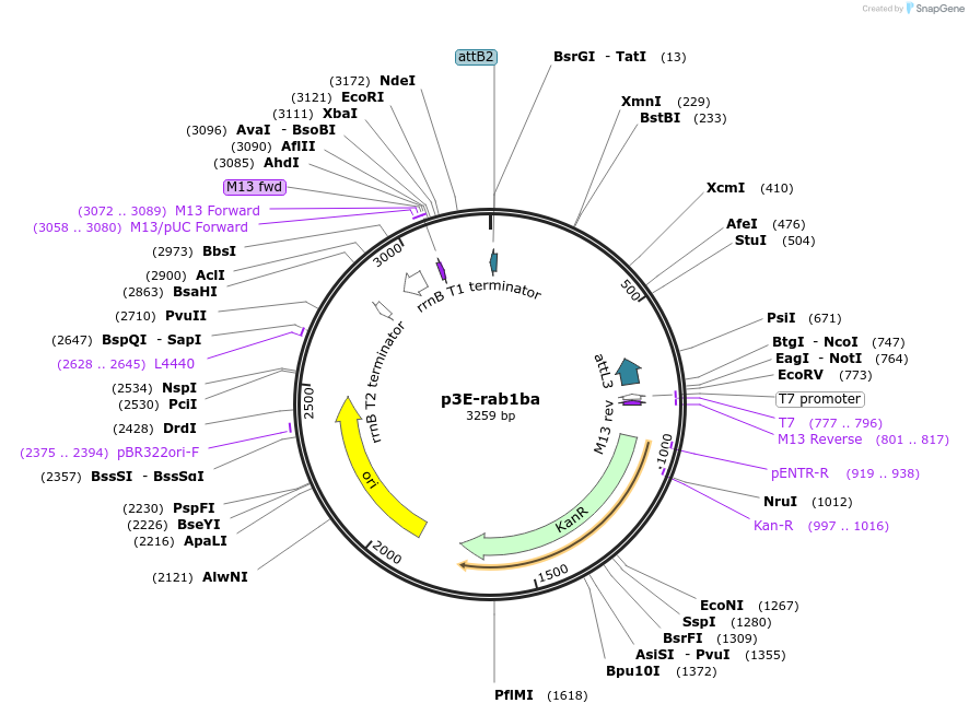 109675-plasmid-map-sequence-id-223898