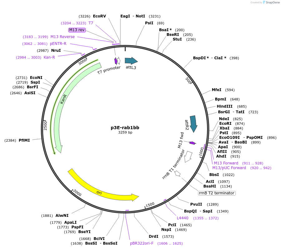 109676-plasmid-map-sequence-id-223899