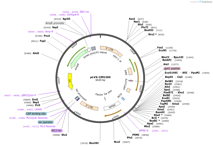 110719-plasmid-map-sequence-id-223900
