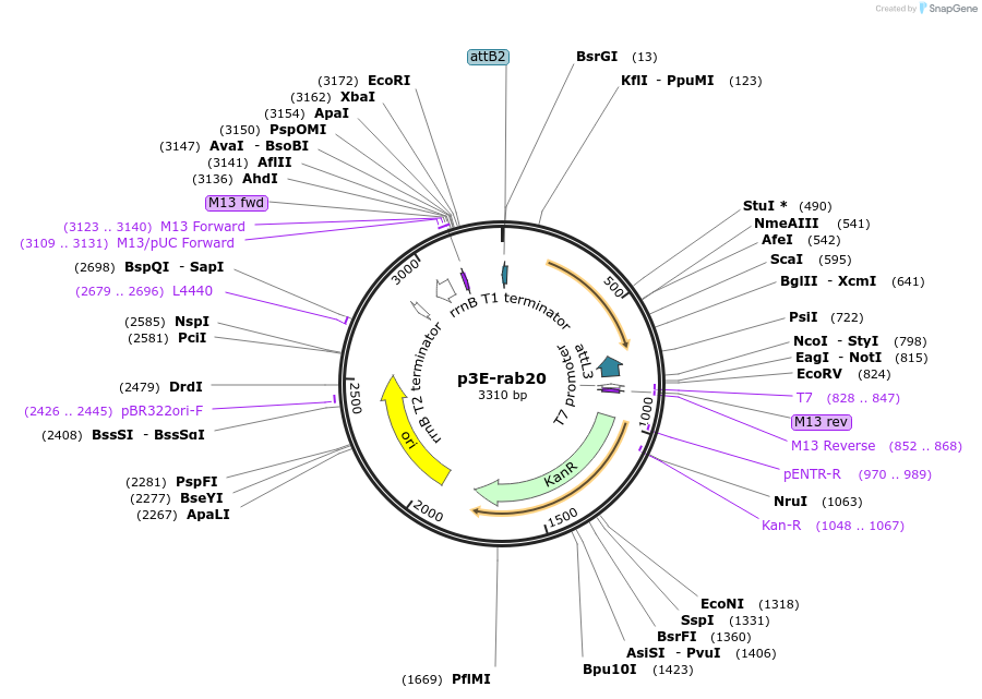 109677-plasmid-map-sequence-id-223901