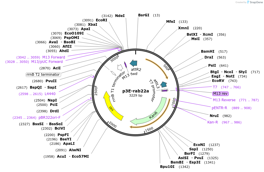 109679-plasmid-map-sequence-id-223903