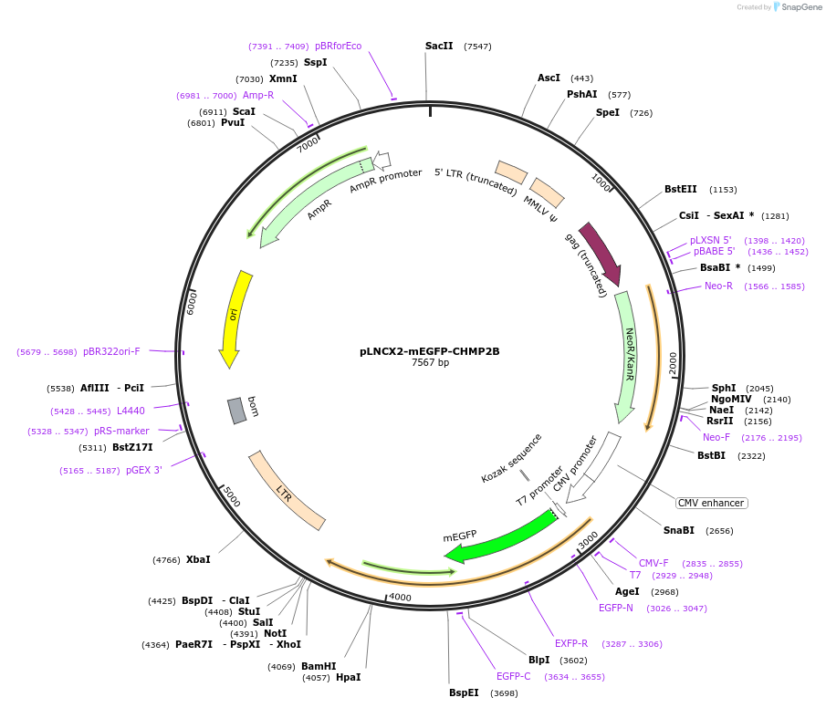 115329-plasmid-map-sequence-id-223905