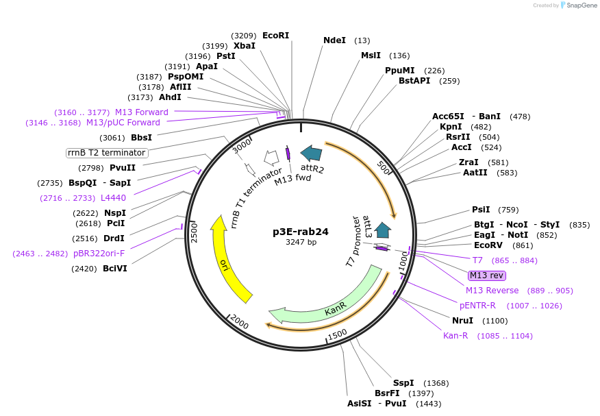 109681-plasmid-map-sequence-id-223906
