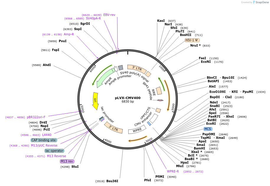 110721-plasmid-map-sequence-id-223907
