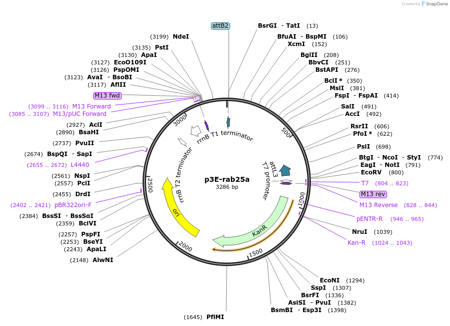 109682-plasmid-map-sequence-id-223908