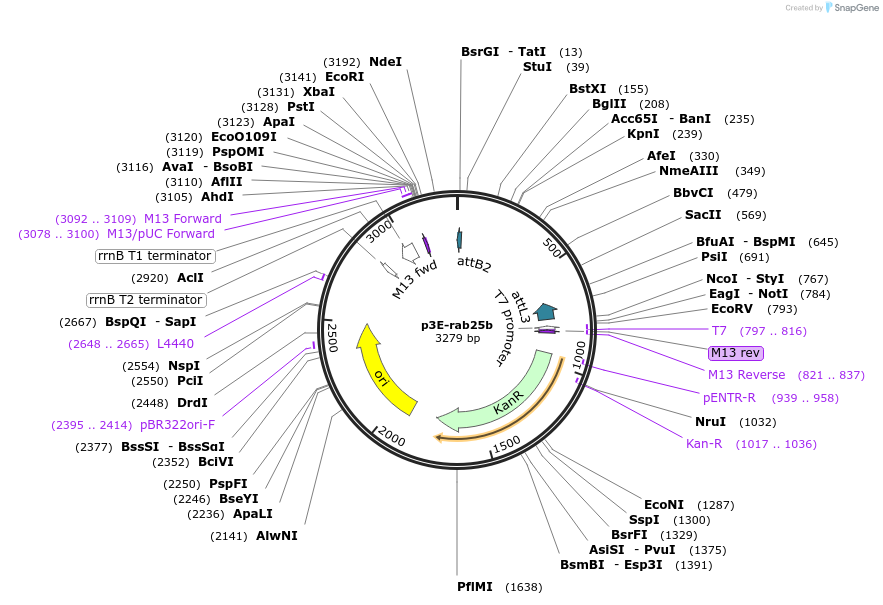 109683-plasmid-map-sequence-id-223910
