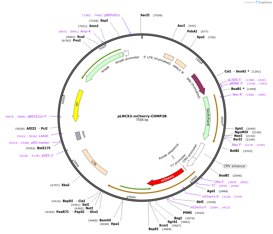 115331-plasmid-map-sequence-id-223911