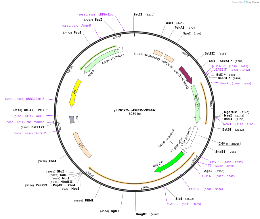 116924-plasmid-map-sequence-id-223912