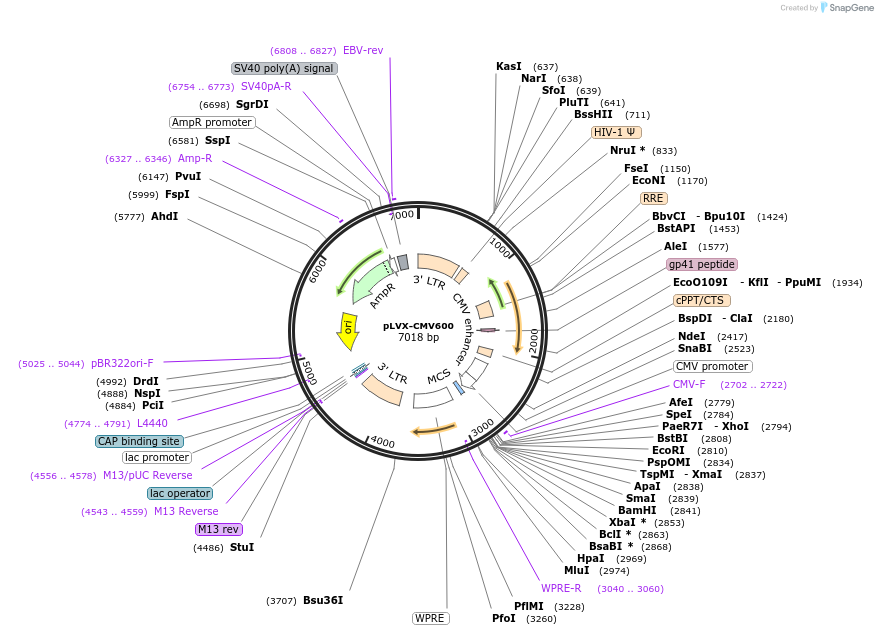 110723-plasmid-map-sequence-id-223913