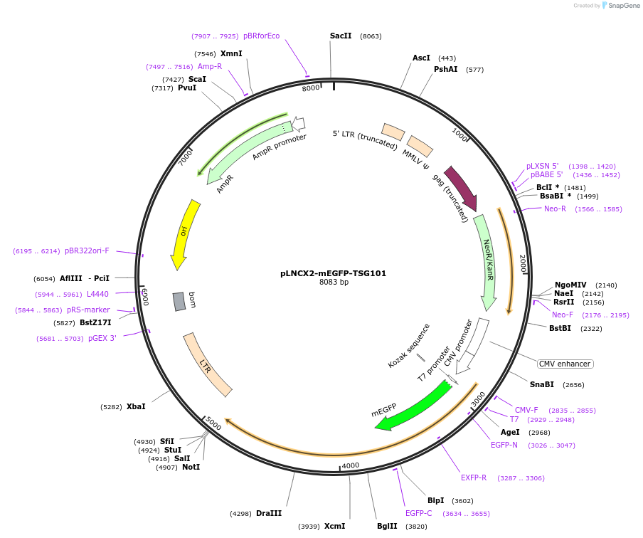 116925-plasmid-map-sequence-id-223916