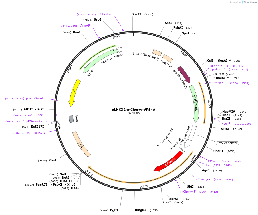 115334-plasmid-map-sequence-id-223917
