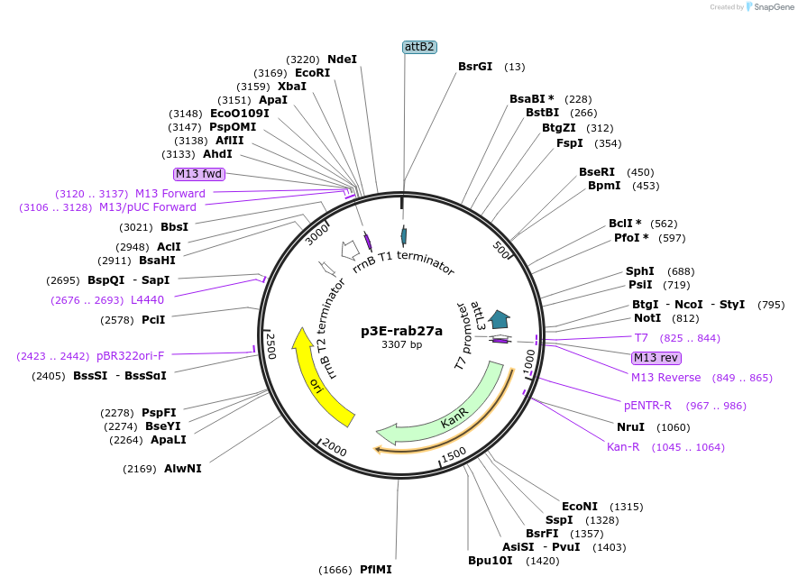 109685-plasmid-map-sequence-id-223962
