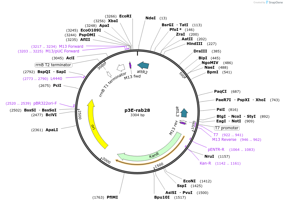 109686-plasmid-map-sequence-id-223963