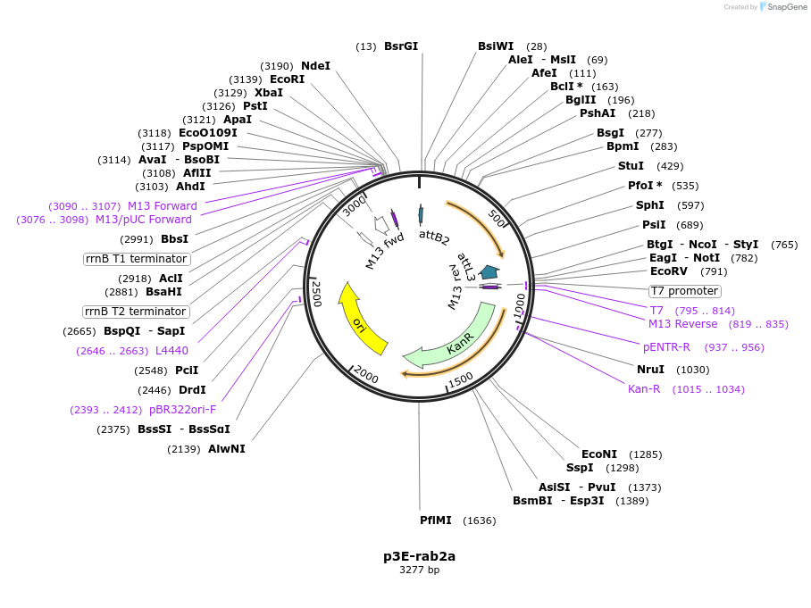 109687-plasmid-map-sequence-id-223964