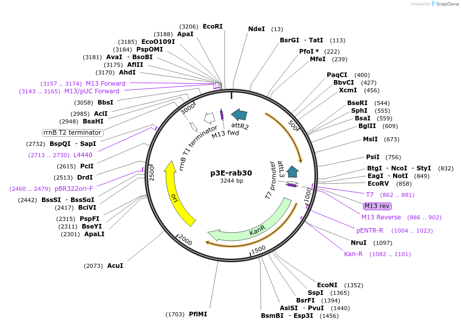 109688-plasmid-map-sequence-id-223965