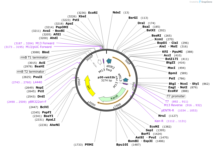 109690-plasmid-map-sequence-id-223967