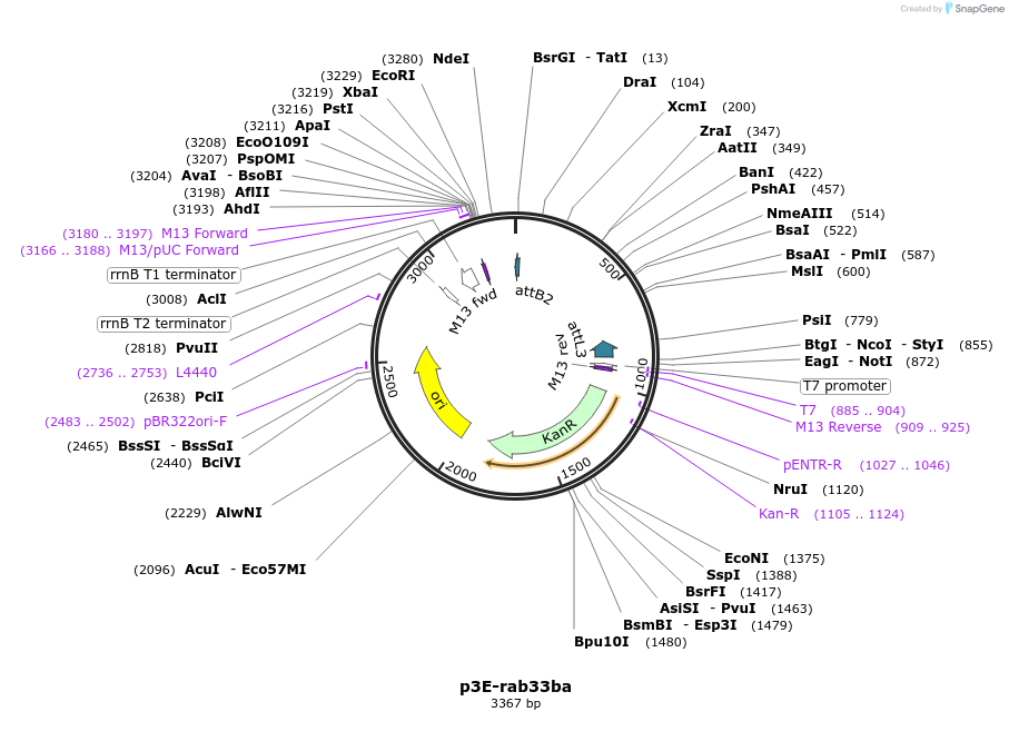 109692-plasmid-map-sequence-id-223969