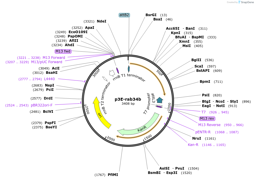 109694-plasmid-map-sequence-id-223971