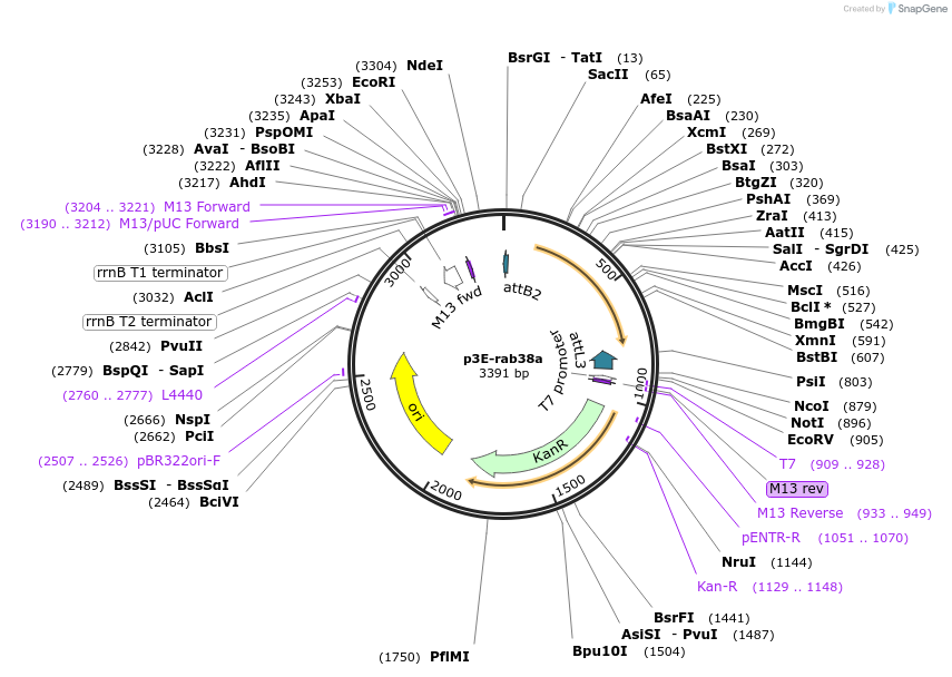 109699-plasmid-map-sequence-id-223976
