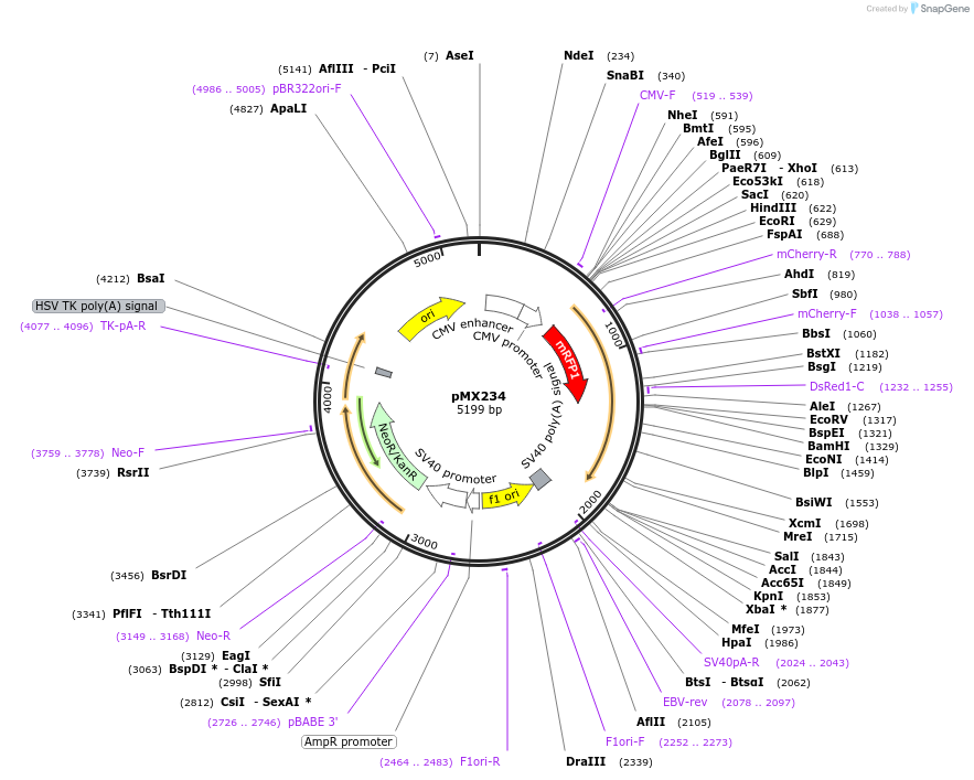 23006-plasmid-map-sequence-id-223978