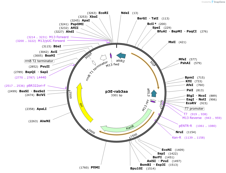 109703-plasmid-map-sequence-id-223981