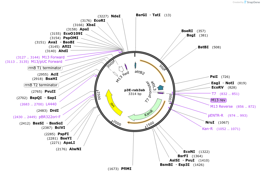 109704-plasmid-map-sequence-id-223982