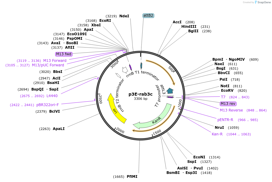 109705-plasmid-map-sequence-id-223983