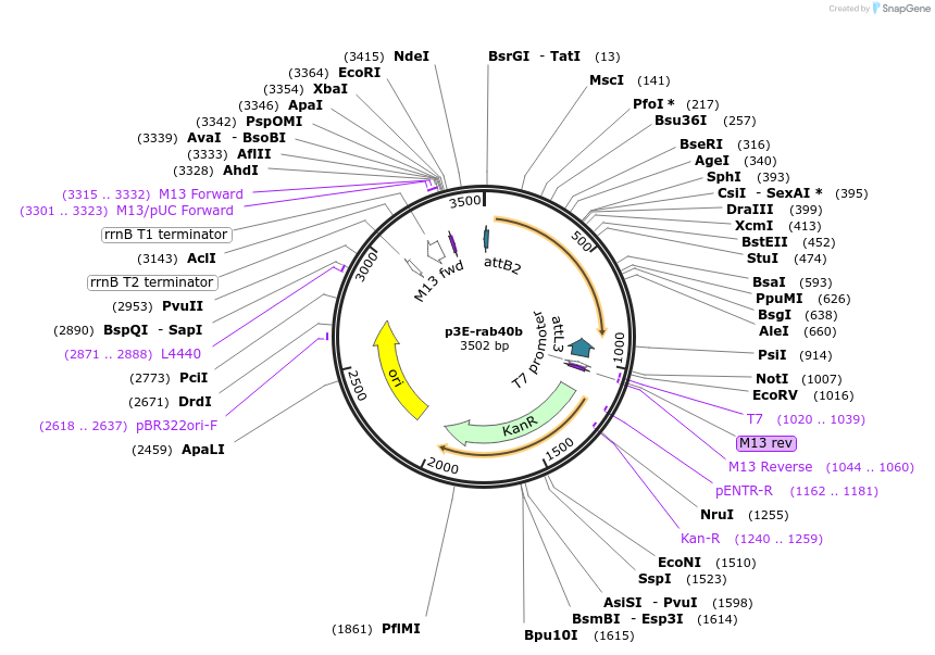 109708-plasmid-map-sequence-id-223986