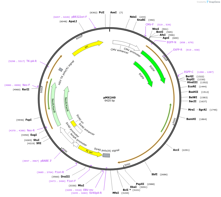 23010-plasmid-map-sequence-id-223987