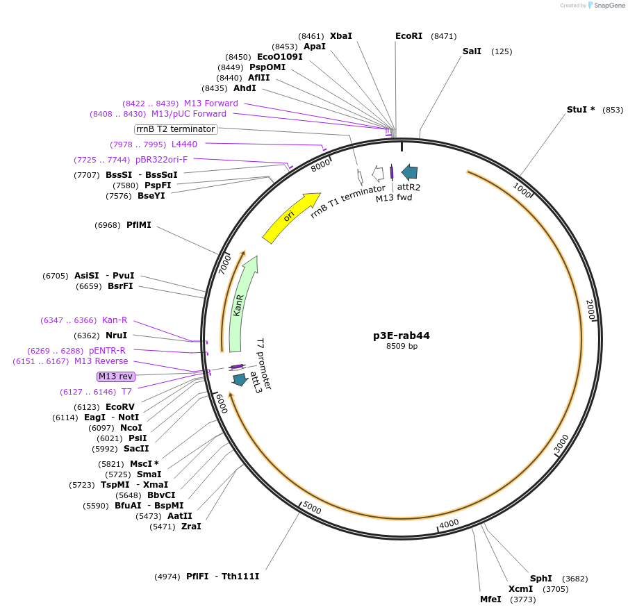 109713-plasmid-map-sequence-id-223992